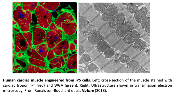 Cardiac tissue engineering